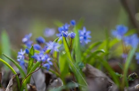 Spring primroses in the forest in spring Stock Photos