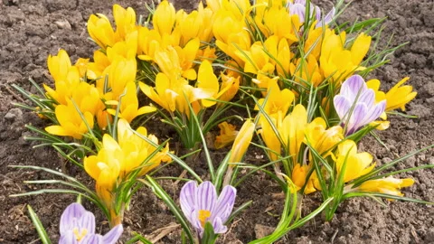 Spring primroses in the garden Stock Footage 204809583