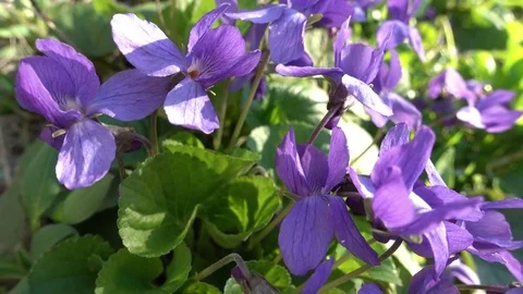 Spring Primroses Lit by The Sun Видео 74096832