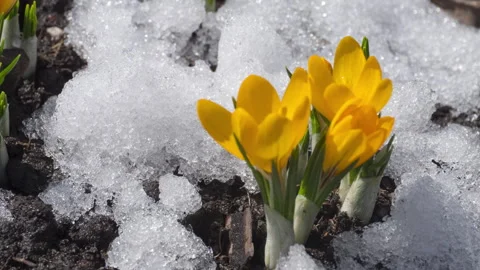 Spring primroses, melting snow Stock Footage 268879283