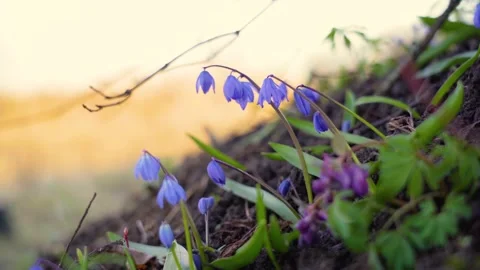 Spring primroses, undergrowth, close-up in bright sunlight Stock Footage 131067182