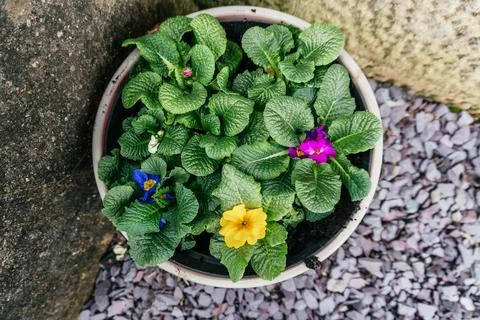 Spring primula flowers in ceramic pot in the garden Stock Photos
