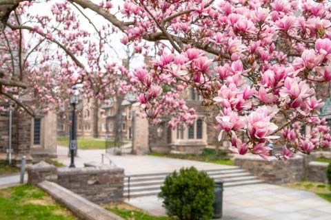 Spring in Princeton NJ Foto stock
