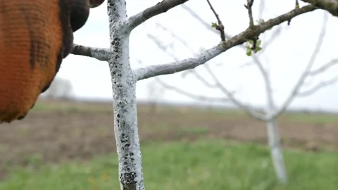 Spring processing of fruit trees. Whitening the bark of tree trunks to protect a Stock Footage 239257282