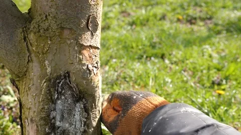 Spring processing of fruit trees. Whitening the bark of tree trunks to protect a Stock Footage 239257532