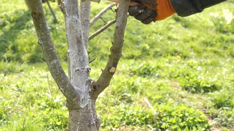 Spring processing of fruit trees. Whitening the bark of tree trunks to protect a Stock Footage 239257590
