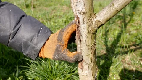 Spring processing of fruit trees. Whitening the bark of tree trunks to protect a Stock Footage 239257641