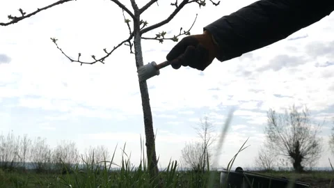 Spring processing of fruit trees. Whitening the bark of tree trunks to protect a Stock Footage 239258652