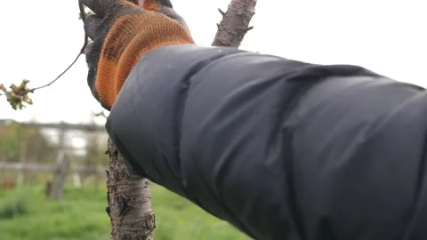 Spring processing of fruit trees. Whitening the bark of tree trunks to protect a Stock Footage 239258799