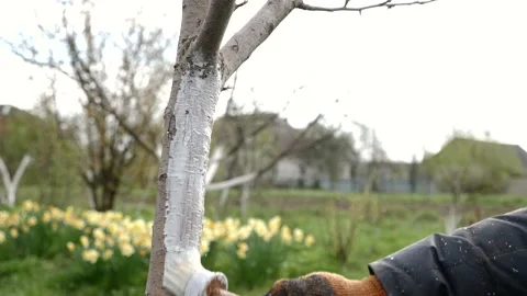 Spring processing of fruit trees. Whitening the bark of tree trunks to protect a Stock Footage 239258803