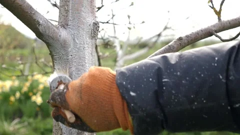 Spring processing of fruit trees. Whitening the bark of tree trunks to protect a Stock Footage 239258807
