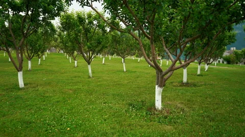 Spring protection of fruit trees in the garden. Green park with trees Stock Footage 198395163