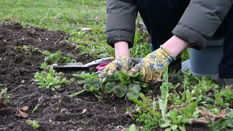 Spring pruning and weeding of strawberry bushes. women's hands in gardening Stock Footage 133529506