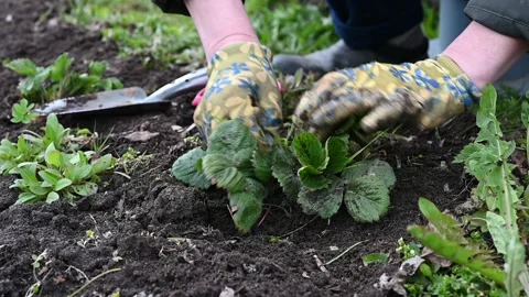 Spring pruning and weeding of strawberry bushes. women's hands in gardening g Stock Footage 133530777