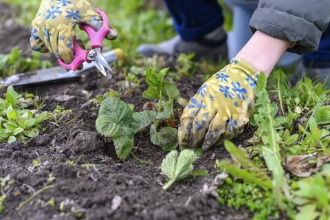 Spring pruning and weeding of strawberry bushes. women's hands in gardening g Stock Photos