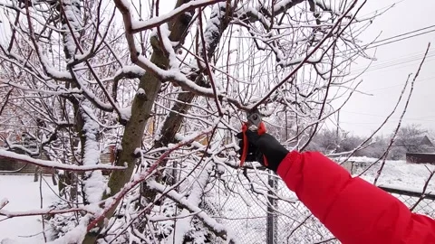 Spring pruning of apple trees with pruning shears in the garden Stock Footage 307512847