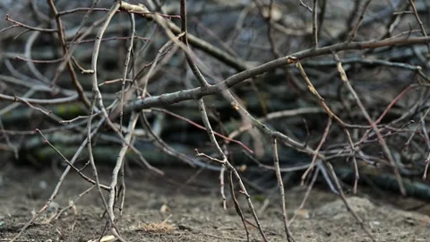 Spring Pruning: Artistic Composition of Trimmed Tree Branches on Earth - 4k Stock Footage 266596157
