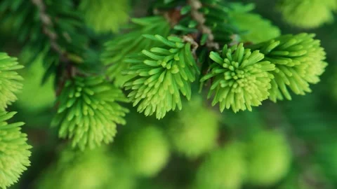 Spring pruning of conifers in the garden.Spruce buds Stock Footage 276328547