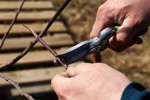 Spring pruning of fruit tree branches with pruning shears Stock Photos