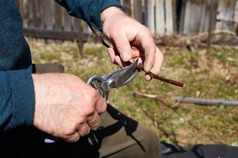 Spring pruning of fruit tree branches with pruning shears Stock Photos
