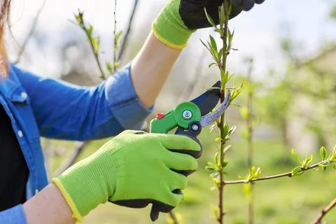 Spring pruning of garden fruit trees and bushes Stock Photos