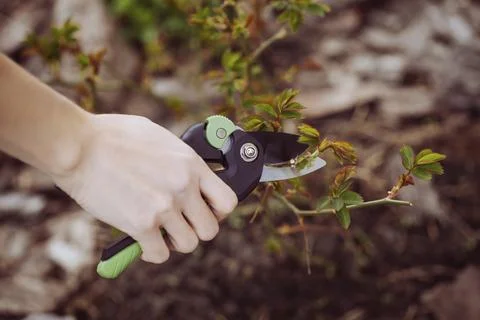 Spring pruning of the garden with secateurs, care for trees and bushes Stock Photos