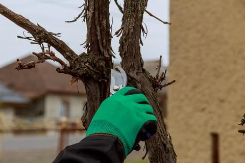 Spring pruning of grapes by a gardener. Stock Photos