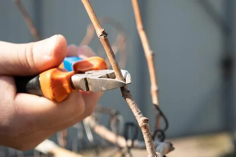 Spring pruning of grapes,cleaning a grape bush from dry branches Stock Photos