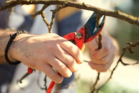 Spring pruning orchards Stock Photos