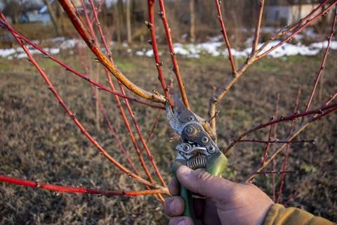 Spring pruning of peach tree. Stock Photos