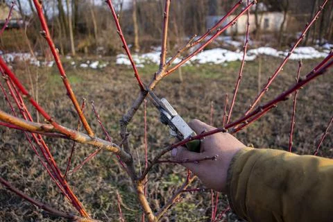 Spring pruning of peach tree. Stock Photos