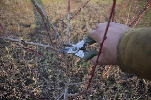 Spring pruning of peach tree. Stock Photos