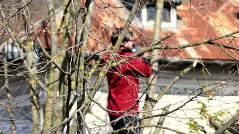 Spring Pruning: Precision Cutting of Tree Branch with Chainsaw - 4k Stock Footage 266596472