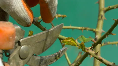 Spring pruning roses. Stock Footage 62220880