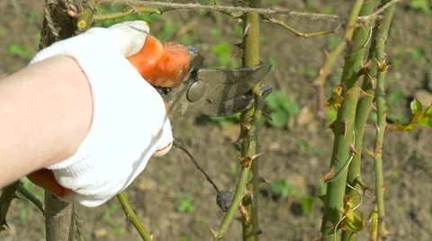 Spring pruning roses. Stock Footage 62221015