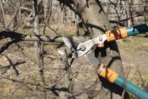 Spring pruning trees with garden shears Фото