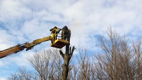 Spring pruning of trees. Workers sawed off tree branches in the park. Video with 스톡 동영상 149375362