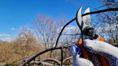 Spring pruning of trees. Works with secateurs in the garden Stock Photos