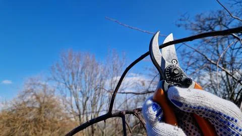 Spring pruning of trees. Works with secateurs in the garden Stock Photos
