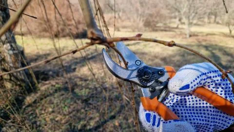 Spring pruning of trees. Works with secateurs in the garden Stock Photos