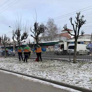 Spring pruning of urban trees by a group of workers is in progress. Stock-Fotos