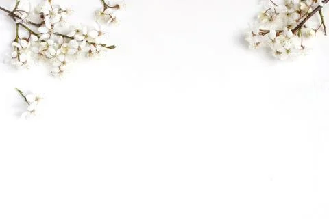 Spring prunus, cherry blossoms on a old white wooden table. Feminine still life Fotos Stock