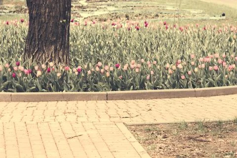 Spring public park stone paths and blooming tulips Stock Photos