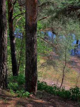 Spring purification of water in the river the current carries branches, grass Stock Photos