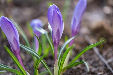 Spring purple crocus closeup with dew, textured petals and slender leaves, sh Stock Photos
