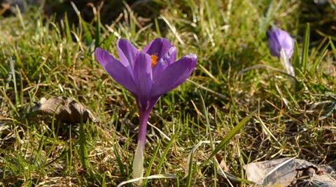 Spring  purple  crocus flower in wind Stock Footage 22486890