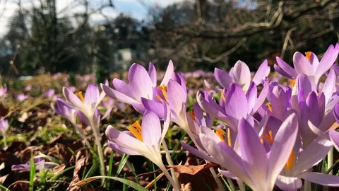 Spring Purple Crocus Flowers Stock Footage 104684403