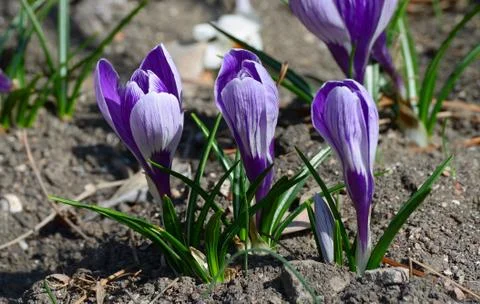 Spring purple crocus. Stock Photos