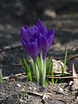 Spring purple crocus. Stock Photos