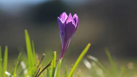 Spring purple crocus in the sunlight close up Stock-Footage 104108195